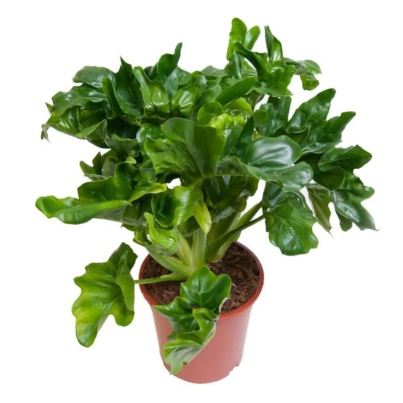 Philodendron bipinnatifidum 'Atom' - Green Island