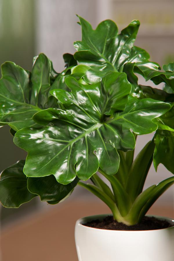 Philodendron bipinnatifidum 'Atom' - Green Island