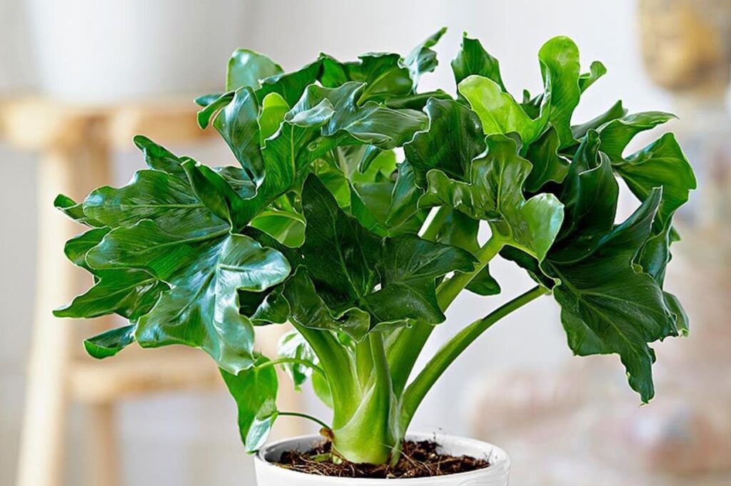 Philodendron bipinnatifidum 'Atom' - Green Island